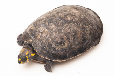 Sarı benekli Amazon Nehri Kaplumbağası, Podocnemis unifilis beyaz arka planda izole edildi