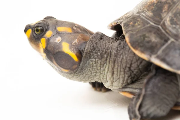 Sarı Benekli Amazon Nehri Kaplumbağası Podocnemis Unifilis Beyaz Arka Planda — Stok fotoğraf