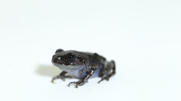 Hasselt 두꺼비 Java Spadefoot Toad Hasselt 쓰레기 개구리 Leptobrachium Hasseltii — 비디오