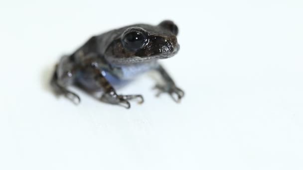 Hasselt 두꺼비 Java Spadefoot Toad Hasselt 쓰레기 개구리 Leptobrachium Hasseltii — 비디오