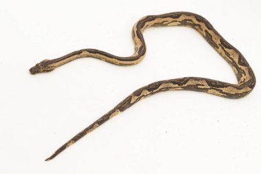 Endonezya ağacı boa candoia carinata ya da Pasifik boa yılanı beyaz arka planda izole edilmiştir.