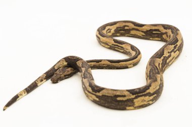 Endonezya ağacı boa candoia carinata ya da Pasifik boa yılanı beyaz arka planda izole edilmiştir.