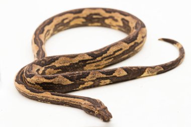 Endonezya ağacı boa candoia carinata ya da Pasifik boa yılanı beyaz arka planda izole edilmiştir.