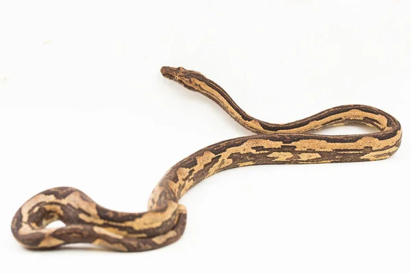 Indonesian Tree Boa Candoia Carinata Pacific Ground Boa Snake Isolated — Stock Photo, Image