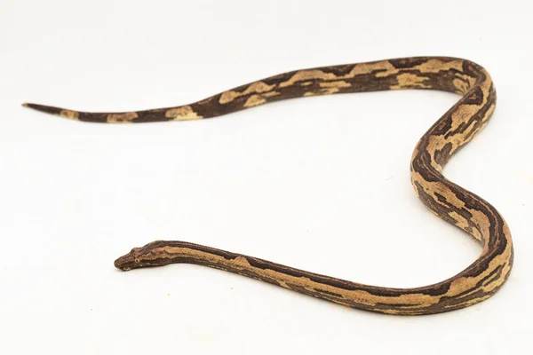 印度尼西亚树蛙 Candoia Carinata 或太平洋地面蛇 Pacific Ground Boa Snake 在白色背景下被隔离 — 图库照片