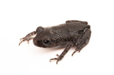 Hasselt 'in kurbağası, Java küremsi kurbağası, Hasselt' in yavru kurbağası, Leptobrachium hasseltii beyaz arka planda izole edilmiş.
