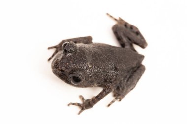 Hasselt 'in kurbağası, Java küremsi kurbağası, Hasselt' in yavru kurbağası, Leptobrachium hasseltii beyaz arka planda izole edilmiş.