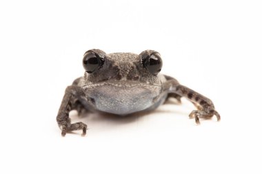 Hasselt 'in kurbağası, Java küremsi kurbağası, Hasselt' in yavru kurbağası, Leptobrachium hasseltii beyaz arka planda izole edilmiş.