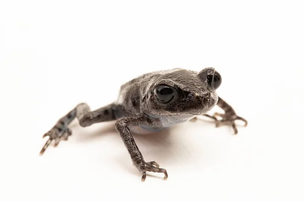 Hasselt Kurbağası Java Küremsi Kurbağası Hasselt Yavru Kurbağası Leptobrachium Hasseltii — Stok fotoğraf
