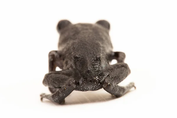 Hasselt Kurbağası Java Küremsi Kurbağası Hasselt Yavru Kurbağası Leptobrachium Hasseltii — Stok fotoğraf