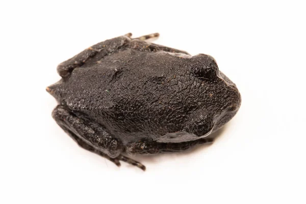 Βάτραχος Του Hasselt Βάτραχος Της Java Spadefoot Βάτραχος Της Hasselt — Φωτογραφία Αρχείου