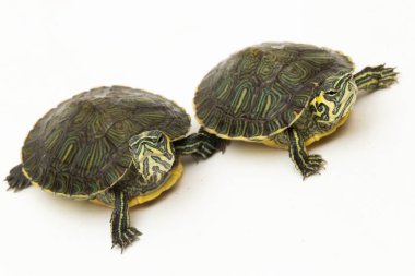 Beyaz arkaplanda izole edilmiş sarı karınlı sürgülü kaplumbağa (Trachemys scripta scripta)