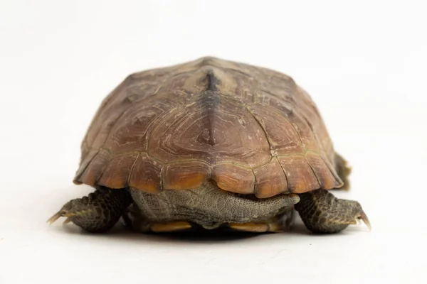 Beyaz Arka Planda Izole Edilmiş Jilet Sırtlı Misk Kaplumbağası Sternotherus — Stok fotoğraf