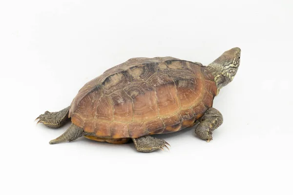 Den Rakryggade Mysk Sköldpadda Sternotherus Carinatus Isolerad Vit Bakgrund — Stockfoto