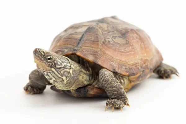 stock image The razor-backed musk turtle (Sternotherus carinatus) isolated on white background