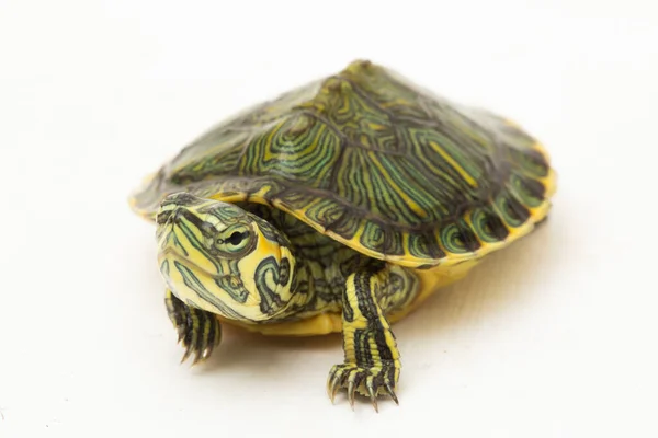 Stock image The yellow-bellied slider turtle (Trachemys scripta scripta) isolated on white background