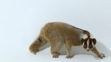Javan yavaş lorisi (Nycticebus javanicus) Nycticebus coucang primatı beyaz arka planda izole edilmiştir