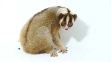 Javan yavaş lorisi (Nycticebus javanicus) Nycticebus coucang primatı beyaz arka planda izole edilmiştir