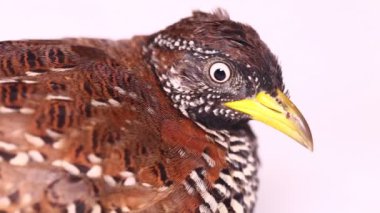 Beyaz arka planda izole edilmiş dişi bir bustard-bıldırcın (Turnix suscitator)