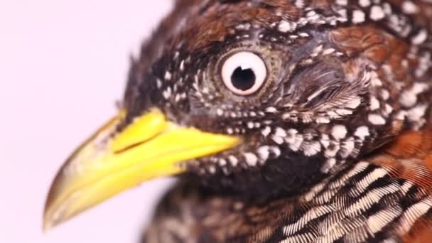 Seekor Burung Puyuh Berkancing Berbatang Betina Atau Burung Puyuh Berduri — Stok Video