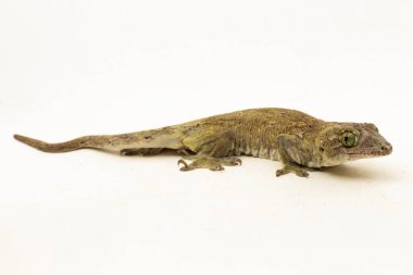 Halmahera Dev Gecko (Gehyra marginata) beyaz arkaplanda izole edilmiş bir Dtella