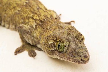 Halmahera Dev Gecko (Gehyra marginata) beyaz arkaplanda izole edilmiş bir Dtella