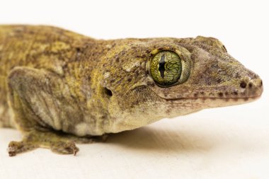 Halmahera Dev Gecko (Gehyra marginata) beyaz arkaplanda izole edilmiş bir Dtella