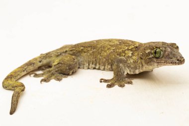 Halmahera Dev Gecko (Gehyra marginata) beyaz arkaplanda izole edilmiş bir Dtella