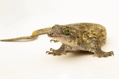 Halmahera Dev Gecko (Gehyra marginata) beyaz arkaplanda izole edilmiş bir Dtella