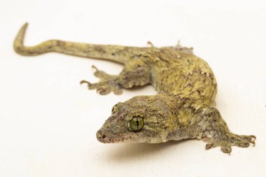 Halmahera Dev Gecko (Gehyra marginata) beyaz arkaplanda izole edilmiş bir Dtella