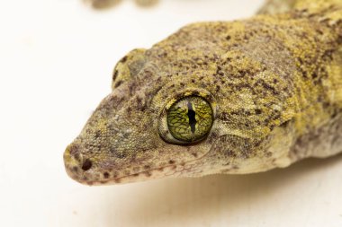 Halmahera Dev Gecko (Gehyra marginata) beyaz arkaplanda izole edilmiş bir Dtella
