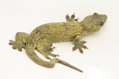 Halmahera Dev Gecko (Gehyra marginata) beyaz arkaplanda izole edilmiş bir Dtella