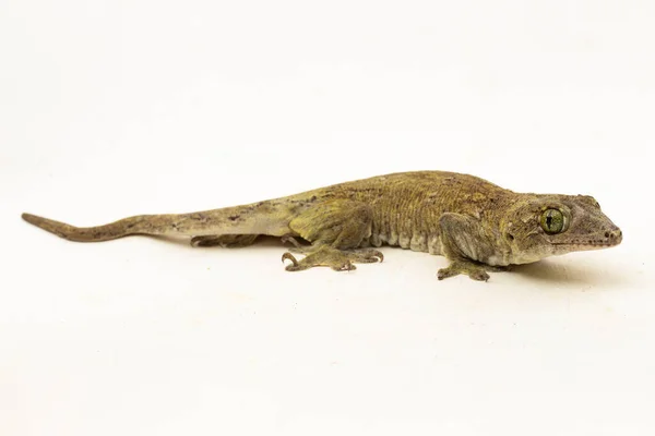 Halmahera Dev Gecko Gehyra Marginata Beyaz Arkaplanda Izole Edilmiş Bir — Stok fotoğraf