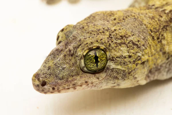 Halmahera Giant Gecko Gehyra Marginata Ternate Dtella Isolado Sobre Fundo — Fotografia de Stock