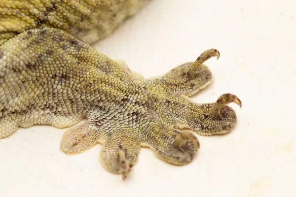 Den Halmahera Giant Gecko Gehyra Marginata Ternate Dtella Isolerad Vit — Stockfoto