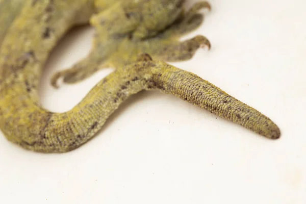 Halmahera Dev Gecko Gehyra Marginata Beyaz Arkaplanda Izole Edilmiş Bir — Stok fotoğraf