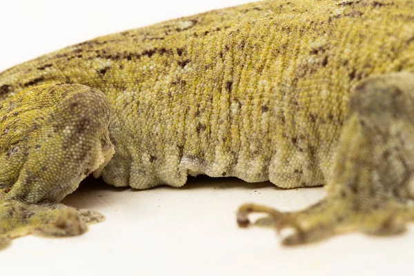 Halmahera Giant Gecko Gehyra Marginata Ternate Dtella Izolált Fehér Alapon — Stock Fotó