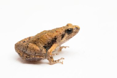 Java Rice Frog, Javan Koro Kurbağası, Microhyla achatina Cava Dar ağızlı Kurbağa beyaz arka planda izole edilmiş