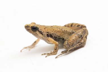 Java Rice Frog, Javan Koro Kurbağası, Microhyla achatina Cava Dar ağızlı Kurbağa beyaz arka planda izole edilmiş