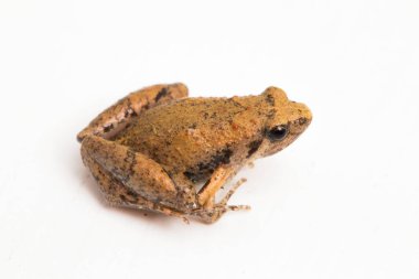Java Rice Frog, Javan Koro Kurbağası, Microhyla achatina Cava Dar ağızlı Kurbağa beyaz arka planda izole edilmiş