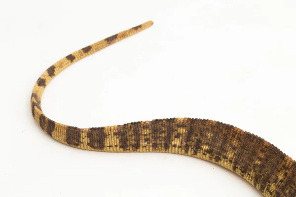 Οθόνη Κίτρινα Στίγματα Οθόνη New Guinea Argus Varanus Panoptes Horni — Φωτογραφία Αρχείου