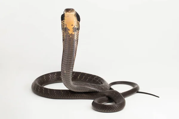 Serpiente Del Rey Cobra Ophiophagus Hannah Una Serpiente Venenosa Nativa —  Fotos de Stock