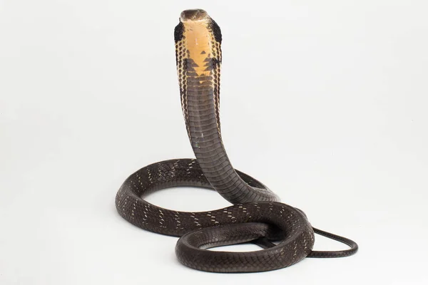코브라 코브라 Ophiophagus Hannah 남아시아 토착종의 뱀으로 배경에 고립되어 — 스톡 사진