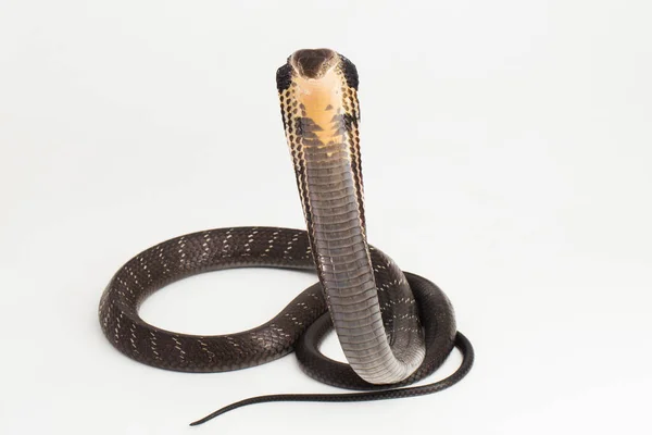 眼镜蛇王蛇 Ophiphagus Hannah 一种原产于南亚的毒蛇 背景为白色 — 图库照片