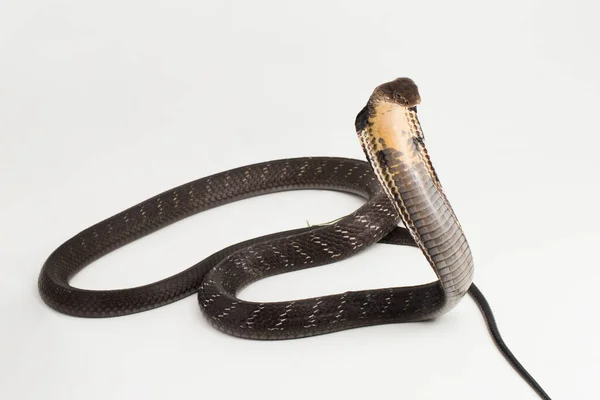 Serpente Reale Cobra Ophiophagus Hannah Serpente Velenoso Originario Dell Asia — Foto Stock