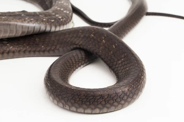 Königskobra Schlange Ophiophagus Hannah Eine Giftige Schlange Aus Südasien Isoliert — Stockfoto