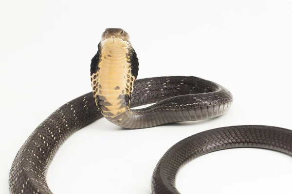 코브라 코브라 Ophiophagus Hannah 남아시아 토착종의 뱀으로 배경에 고립되어 — 스톡 사진