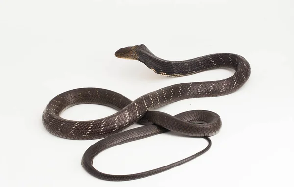 Serpiente Del Rey Cobra Ophiophagus Hannah Una Serpiente Venenosa Nativa — Foto de Stock