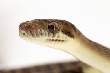 Çalı pitonu (Morelia amethistina) Ametistine piton yılanı beyaz arka planda izole edilmiştir.