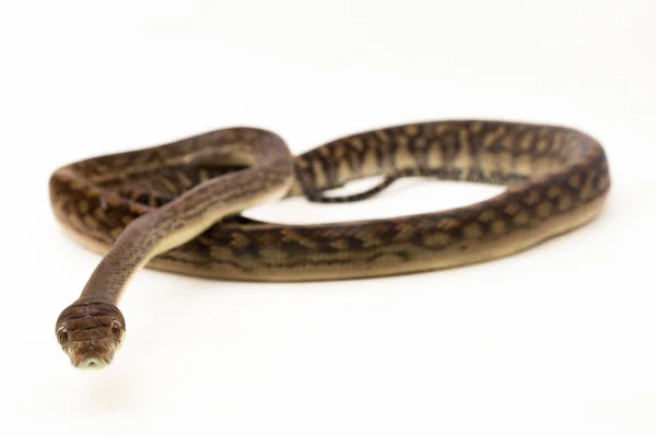 Pitón Exfoliante Morelia Amethistina Amethystine Python Serpiente Aislada Sobre Fondo — Foto de Stock